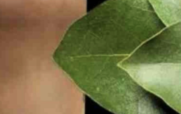 Bay Leaves for Wrinkles: A Natural Approach to Smoother, Healthier-Looking Skin
